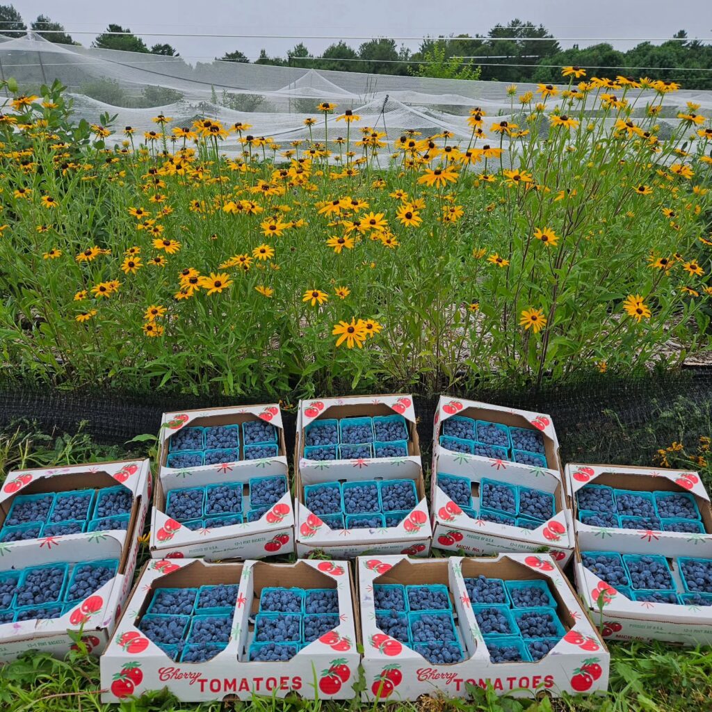 photo of honeyberry harvest.