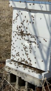 Bees_honey_hive