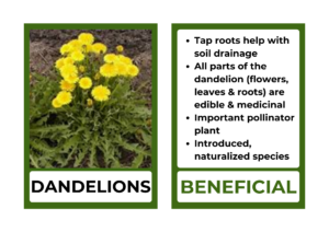 dandelion