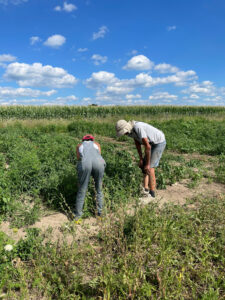 Farmers community gardening