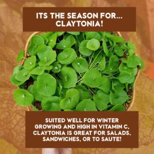 Claytonia promotion