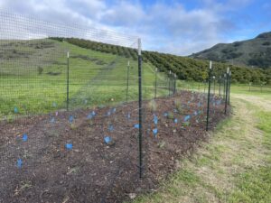 Hedgerow completion