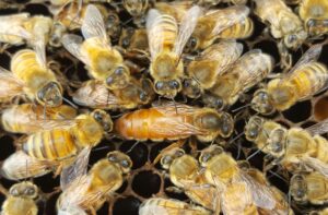 This is a queen bee in the center of the photo