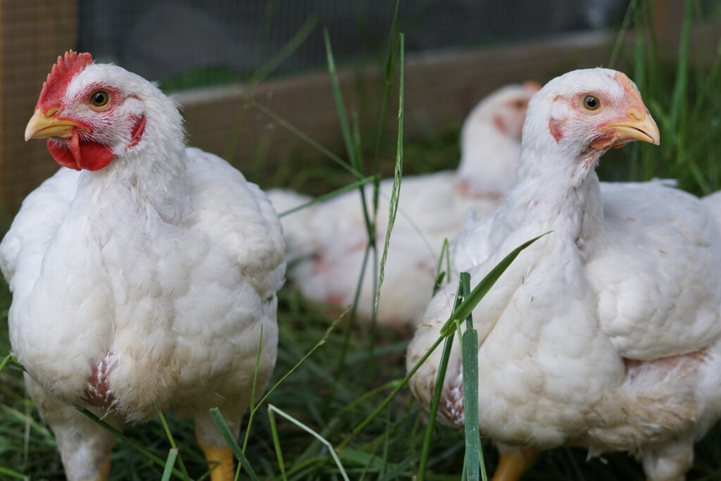 Full grown broiler chickens on grass
