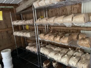 Oyster mushrooms loving warmer weather