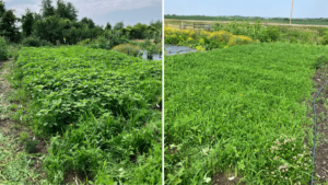 Cover crop comparison