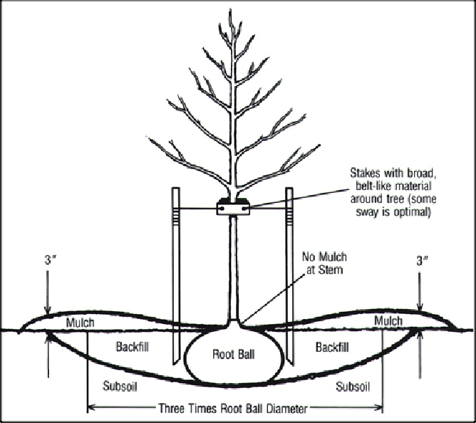 Perron Tree Final Report for SW08-067 - SARE Grant Management System