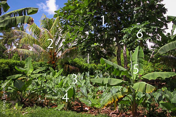 Traditional Pacific agroforest with breadfruit (1) growing together with coconut (2), taro (3), giant taro (4), banana (5), and papaya (6) in Samoa. Such centuries-old systems can be used as models for future low-input food production systems.