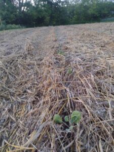 Tarp removed, clover broadcast at 1#/1000ft2