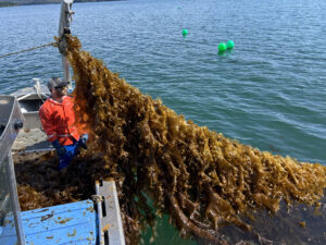 kelp growline