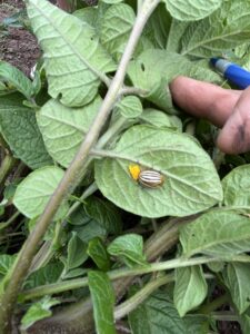 Colorado Potato Beetle adult laying eggs