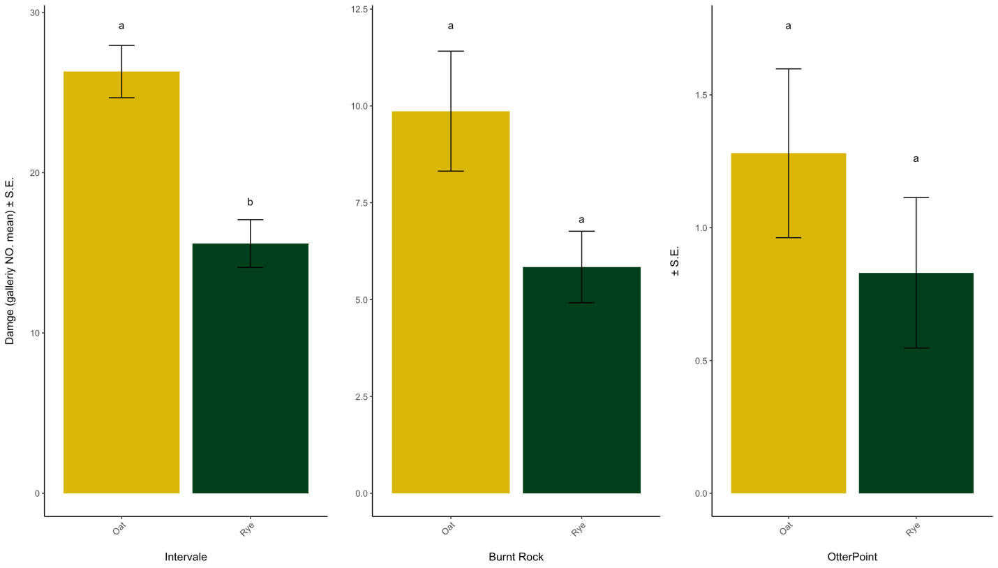Comparison of cover crop treatments for wireworm pest pressure in sweet potato