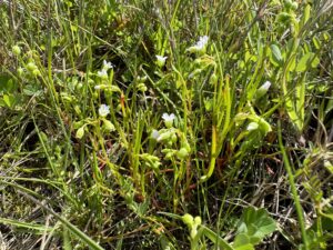 Allium cernuum
