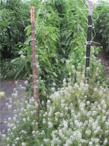 Alyssum habitat plant in a high tunnel pepper crop to attract and support natural enemies to manage insect pests 