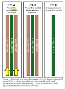 Amaranth and cucumber spaced 18