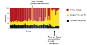 Figure that illustrates the % ancestry of bees from feral colonies in AZ, feral colonies from AZ requested with NM bee queens, and feral AZ colonies requested with HI queen bees.