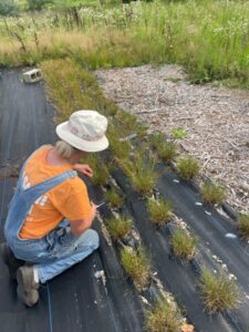 woman squatting over aisle of juncus tenuis plants, harvesting seed heads