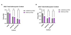 Figure showing the genotype specific effect of inoculation on anthocyanin content.