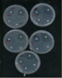 Intrinsic antibiotic resistance test. Sample pictured above (V23.2,V2762, V47, V54, V85), and their susceptibility to antibiotic infused disc infused to a bacteria lawn streaked onto VR plates using glass beads. Going clockwise from yellow disc in the top right of the plates, the discs are infused with tetracycline, ampicillin, chloramphenicol, streptomycin.