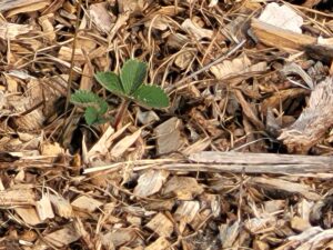 April 2022 strawberry plant