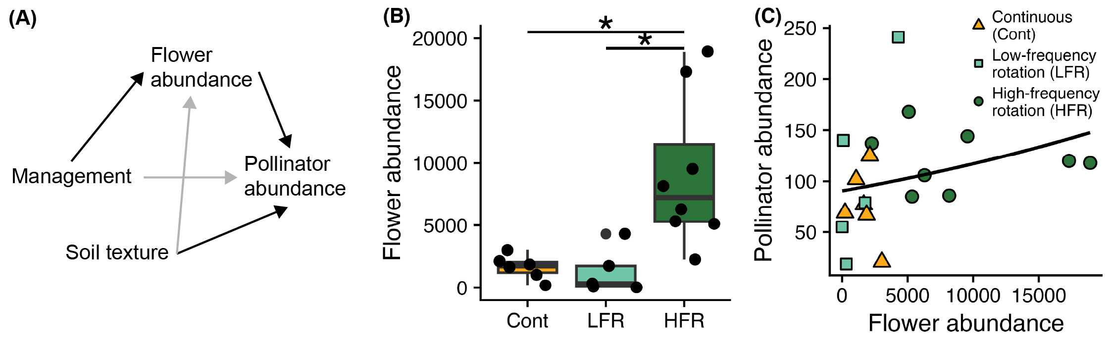 Panel A is a path diagram showing that grazing management indirectly impacted pollinator abundance via flower abundance, and soil texture directly impacted pollinator abundance. Panel B is a boxplot showing that flower abundance was higher at sites manged with high-frequency rotation. Panel C is a scatter plot showing that pollinator abundance increased with flower abundance.