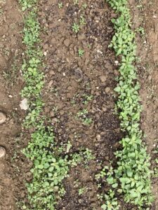 Broadcast, Hudson compost