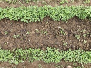 Broadcast, Hudson compost