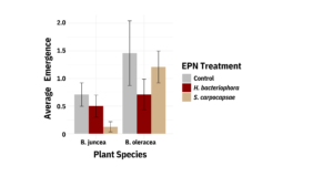 Figure showing no significant differences of EPN treatment on beetle emergence from either of the two plants