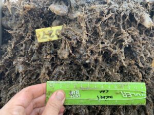 Biofouling on net