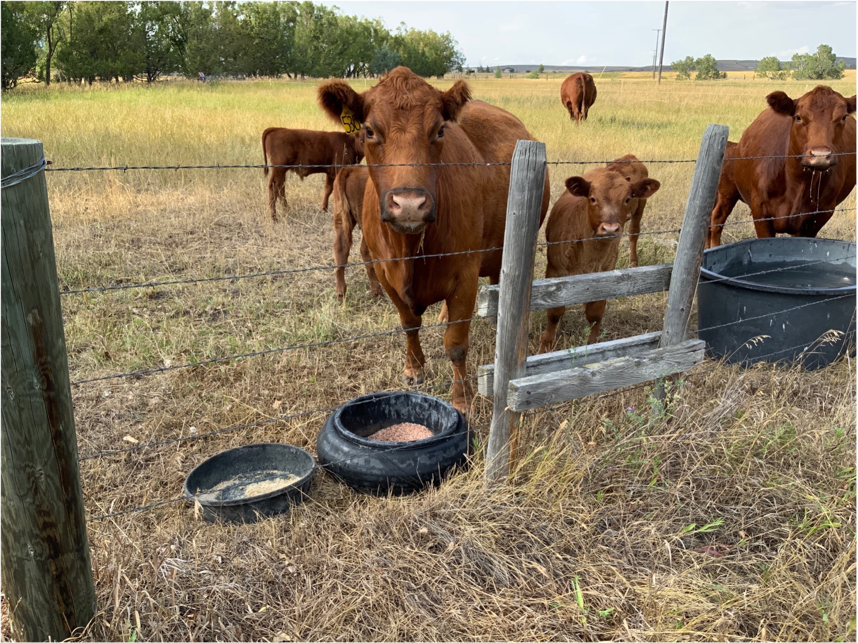 Cattle consuming seed-enhanced mineral supplement