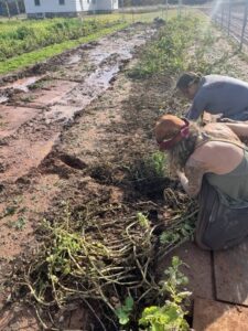 David Thomas field for potatoes