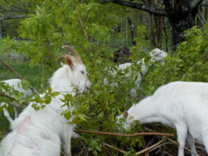 This Box Elder harvested on 5/23/25 was REFUSED; they are just checking it out, here, without tasting. Later I saw a bite off – not sure who tried it; I suspect that was Angelo the steer.