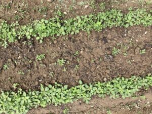 Broadcast, McEnroe compost