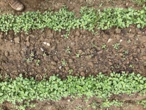 Broadcast, Hudson compost