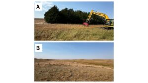 Before and after image of mulching of mature eastern redcedar grove.