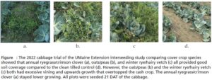 4 photos of a plot with annual ryegrass and crimson clover, winter rye and hairy vetch, oats and peas, or no cover crop.