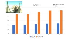 Figure 5. Frontal and corresponding body weights of calf #9222, where each group of bars represents one day.