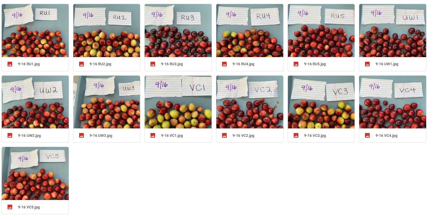 Samples for fruit color anlaysis