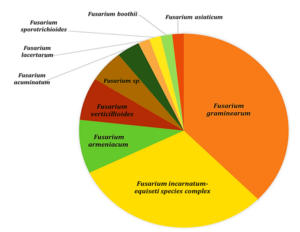 Fusarium species detected via PCR analysis