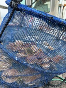Close up of Casco Bay trial start