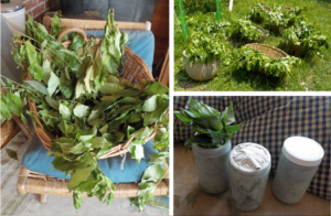 25 Black Cherry new growth wilted 24 hrs, baskets of same wilting 4 hrs outdoors, & new jars for ensiling