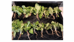 Lettuce Harvest