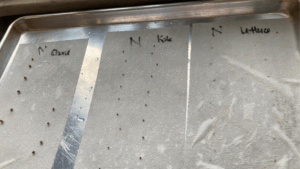 N-Treated Germination Test