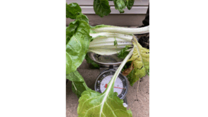 Compost Tea - Swiss Chard