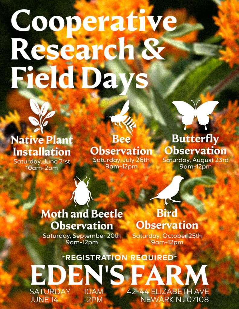 Research and Field Days with Hajja Dena Corbin and Amarilys Olivo Mockabee