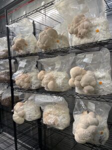 Lion's Mane