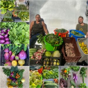 harvest