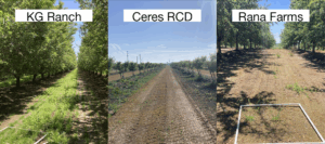 Alley rows in three almond orchards showing present groundcover in spring 2024 at the time of sampling.