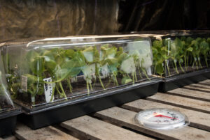 Once grafted, cover with humidity dome move immediately to the grafting chamber.