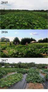 Figure 5.1. Winter squash field plots at UGA Horticulture Farm. Randomized complete block design with four replications was used to evaluate seven cultivars in years 1 and 2, and nine in year 3. Wider spacing of plants years two and three facilitated evaluation of plants and harvested fruit.